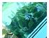 240986_3 thumbnail image