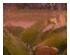 241092_2 thumbnail image