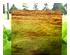 241097_1 thumbnail image