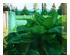241131_1 thumbnail image