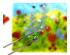 241237_5 thumbnail image