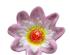 241298_5 thumbnail image